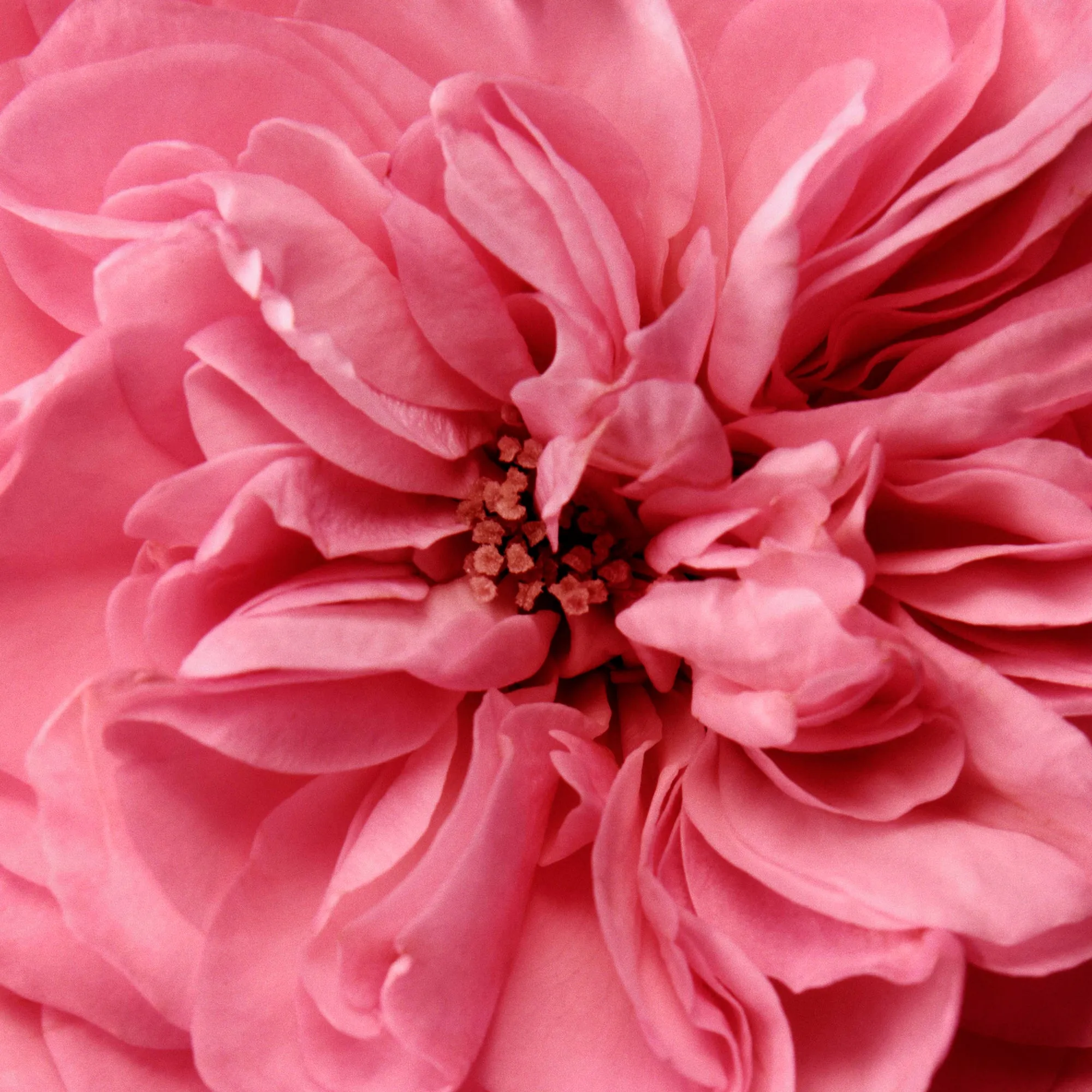 Rose de Mai Cleansing Balm