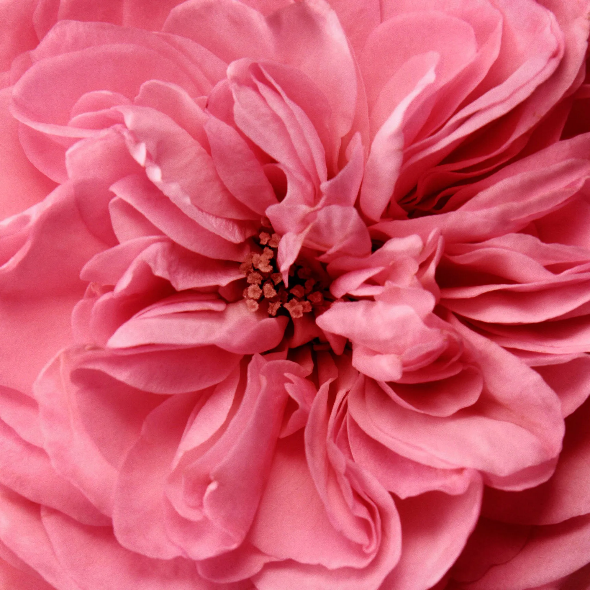 Rose Makeup Remover